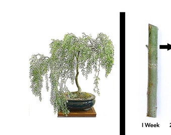 Green Dwarf Bonsai Weeping Willow Tree Cutting Kit - Thick Trunk Indoor/Outdoor Live Plants