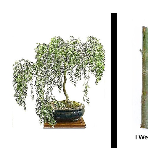 Green Dragon Dwarf Australian Bonsai Willow Tree Cutting Kit Etsy