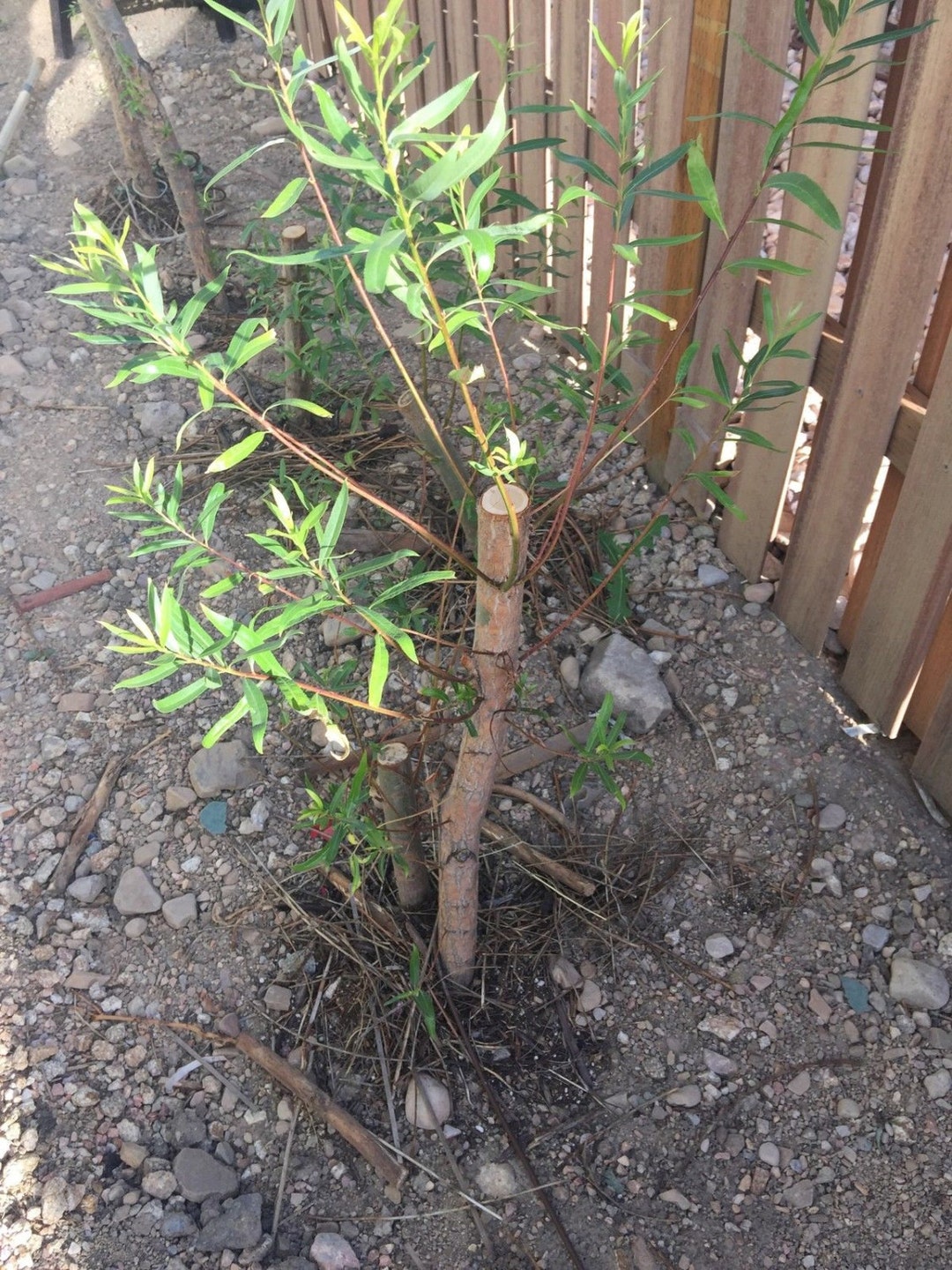 Huge 2-3ft" Austree Hybrid Willow Salix Cutting Shade, Windbreak, Fence ...