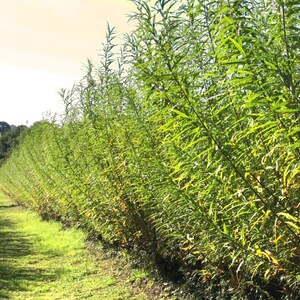 May include: A row of tall, green willow trees with long, slender leaves. The trees are planted in a line along a grassy path, creating a natural border. The image is taken on a sunny day, with a clear sky in the background.
