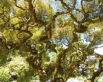 15 Corkscrew Willow Tree Starts FAST GROWING Shade Beautiful Windbreak!