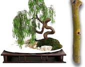Green Dragon Dwarf Australian Bonsai Willow Tree Cutting Kit -Indoor Outdoor Thick Trunk Live Bonsai Tree Root