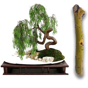 Green Dragon Dwarf  Australian Bonsai Willow Tree Cutting Kit -Indoor/Outdoor Thick Trunk Live Bonsai Tree Root