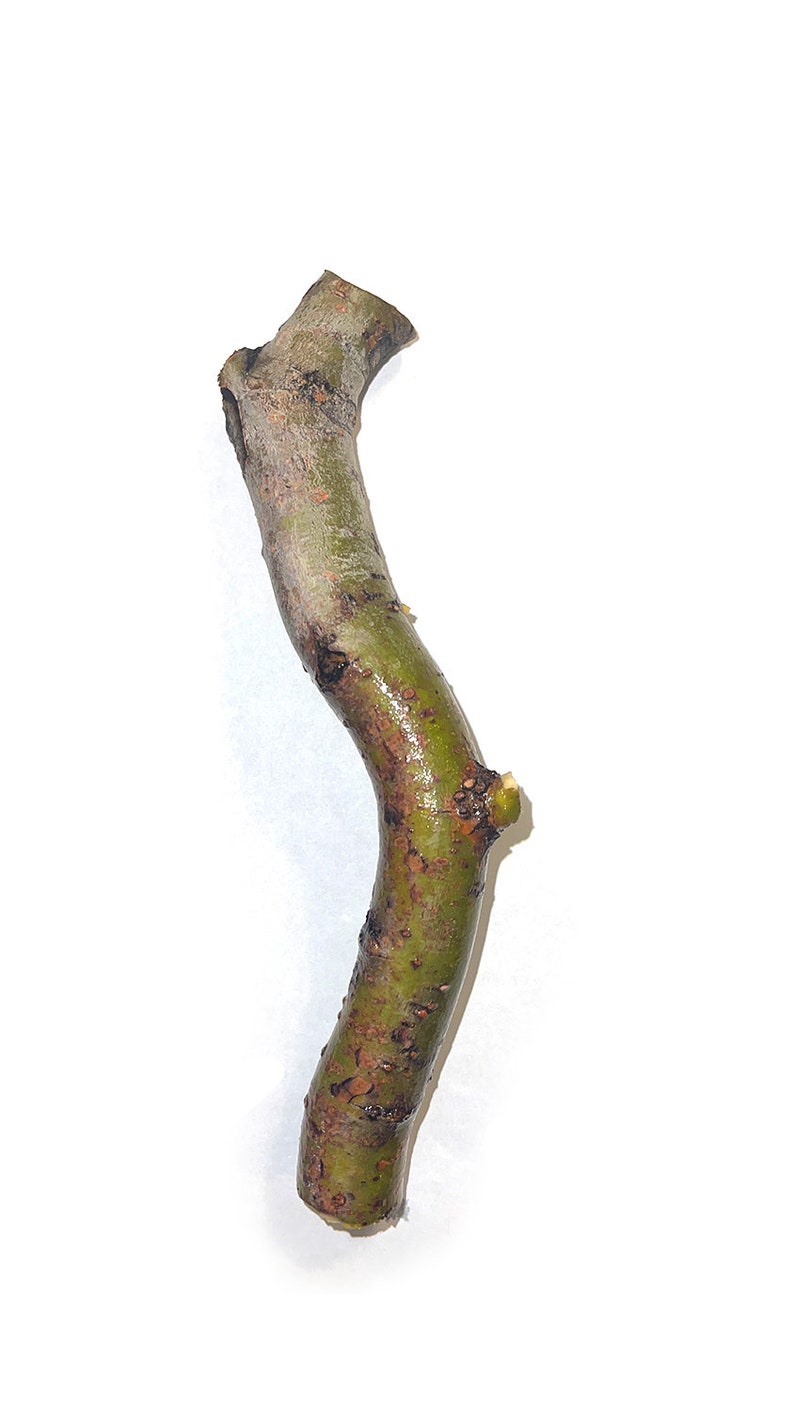 Rare CORKSCREW Bonsai Willow Tree Cutting Kit indoor/outdoor Etsy