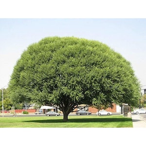 13 Globe Willow Tree Starts: Fast Growing Shade & Windbreak