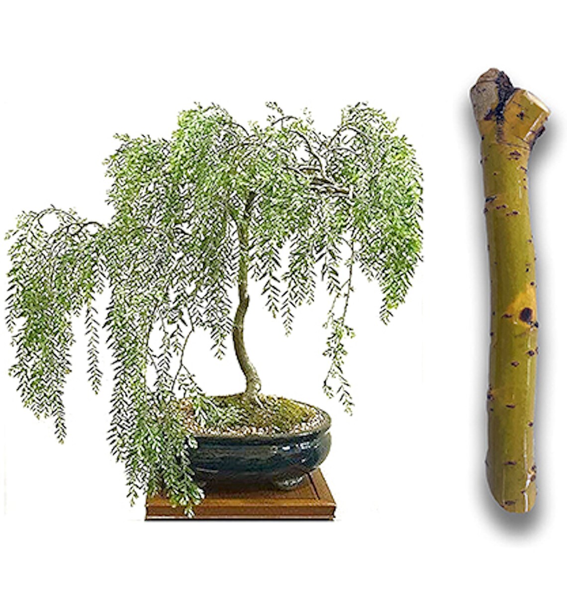 Bonsai Exotic Hybrid Aussie Willow Tree Cutting Thick Trunk Etsy