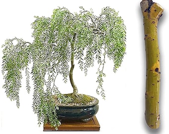 Bonsai Exotic Hybrid Aussie Willow Tree Cutting - Thick Trunk Start, A Must Have Dwarf Bonsai