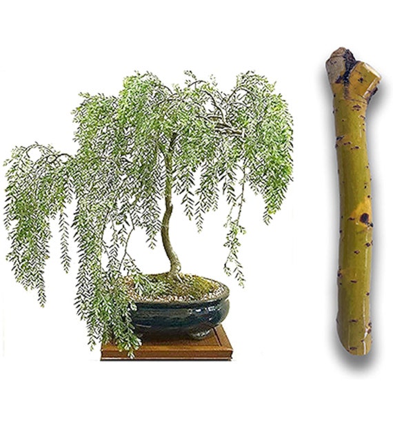 Luna Trivial tumor Buy Bonsai Exotic Hybrid Aussie Willow Tree Cutting Thick Trunk Online in  India - Etsy