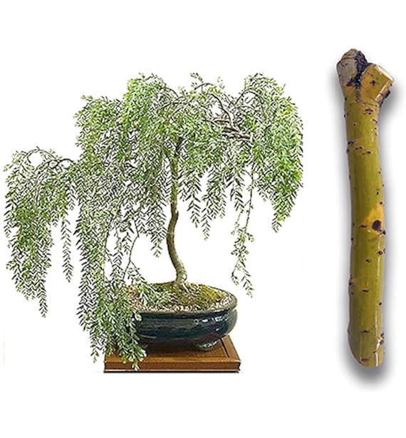 Exotic Hybrid Aussie Willow Bonsai Tree Cutting - Thick Trunk Start - Etsy