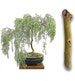 Bonsai Exotic Hybrid Aussie Willow Tree Cutting - Thick Trunk Start, A Must Have Dwarf Bonsai 