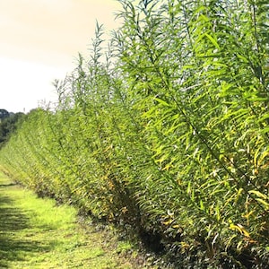 May include: A row of green willow trees planted in a line. The trees are tall and slender, with long, narrow leaves. The trees are growing in a field, and the ground is covered in green grass.