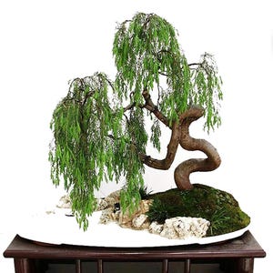 2 (two) Green Dragon Dwarf  Australian Bonsai Willow Tree Cutting Kit -Indoor/Outdoor Thick Trunk Live Bonsai Tree Root