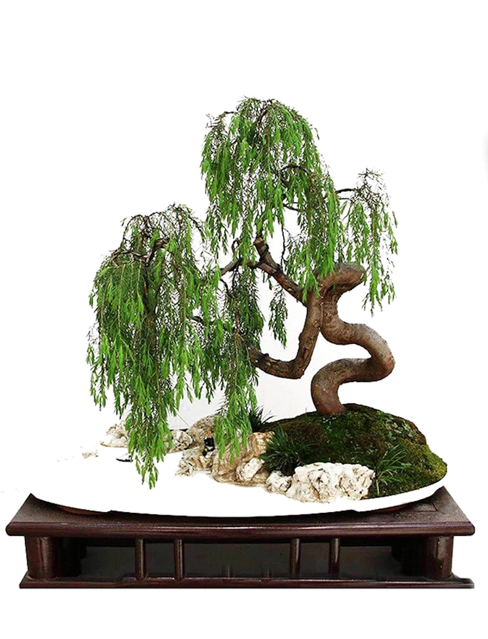 Dragon Bonsai - Etsy