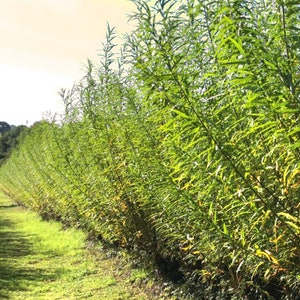 May include: A row of green willow trees planted in a line. The trees are tall and slender, with long, narrow leaves. The trees are growing in a field, and the ground is covered in green grass.
