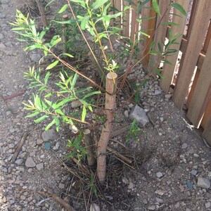 One BIG 24-36&quot; Austree Hybrid Willow Salix 3 ft Fresh 10&#39;/yr fastest growing New!