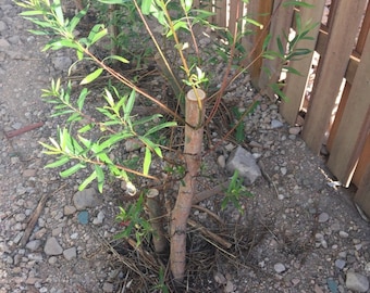 SPRING PLANTING! Quantity=1 One BIG 24-36" Austree Hybrid Willow Salix 3 ft Fresh 10'/yr fastest growing New!