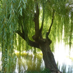 May include: A weeping willow tree with long, green branches hanging down over a pond. The tree's trunk is thick and gnarled, and the water is calm and reflective.