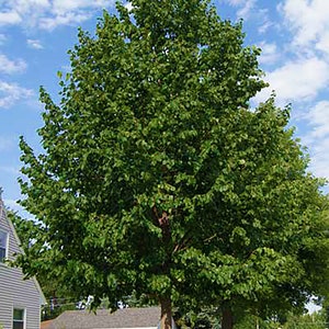 12 SUPERIOR Hybrid Cotton-less POPLAR Tree starts fast Privacy Shade Easy to Grow No Roots