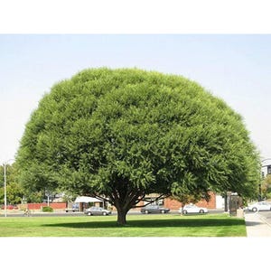 May include: A large, round, green weeping willow tree with a wide canopy. The tree is in a park setting with grass and cars in the background.