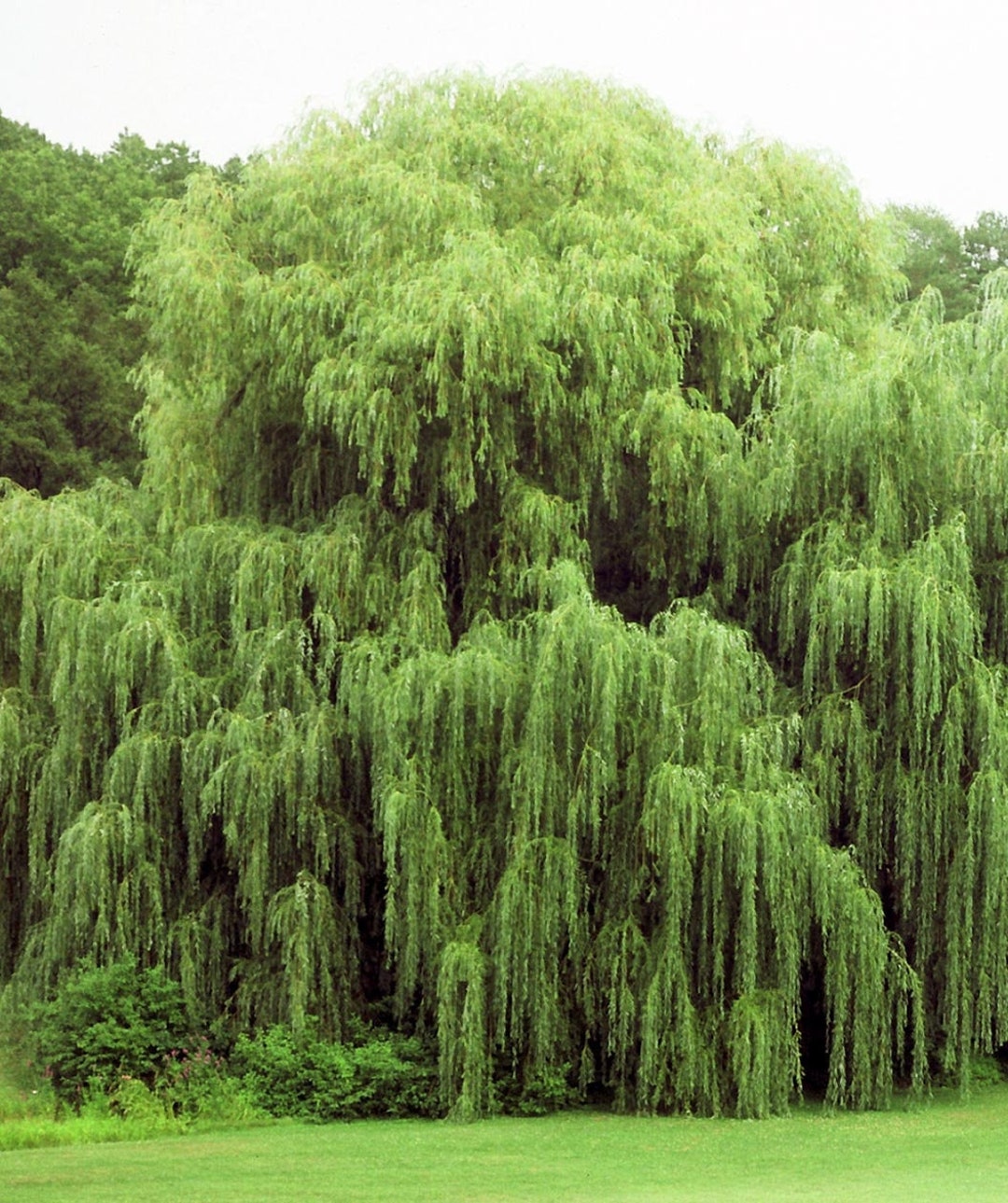 4 Weeping Willow Tree Plant Cuttings Beautiful Vibrant Shade and