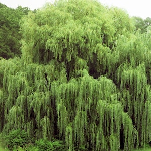 May include: A lush, green weeping willow tree dominates the frame, its cascading branches creating a dense, textured canopy. The tree's foliage is a vibrant green, contrasting with the lighter green of the grass below.