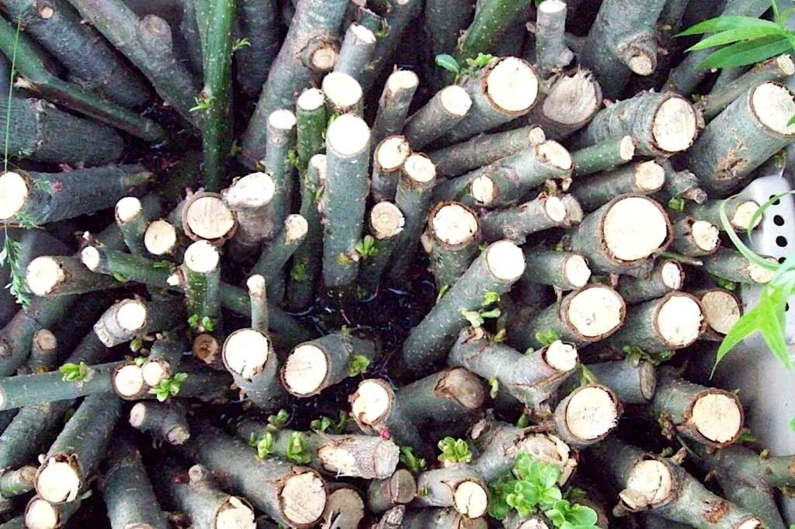 5 Corkscrew Willow Tree Starts FAST GROWING Shade Beautiful Etsy