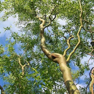 15 Corkscrew Willow Tree Starts: Fast Growing Shade & Privacy