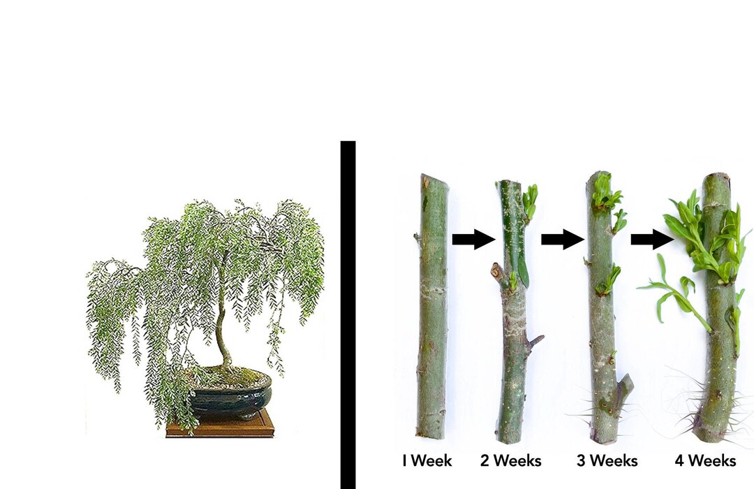 Green Dwarf Bonsai Weeping Willow Tree Cutting Kit Thick Trunk Indoor