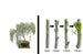Green Dwarf Bonsai Weeping Willow Tree Cutting Kit - Thick Trunk Indoor/Outdoor Live Plants 