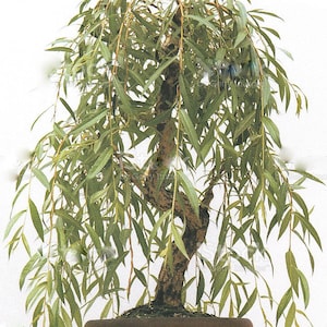 2 Australian Willow Bonsai Tree Cutting Kit: Fast Rooting Live Plant