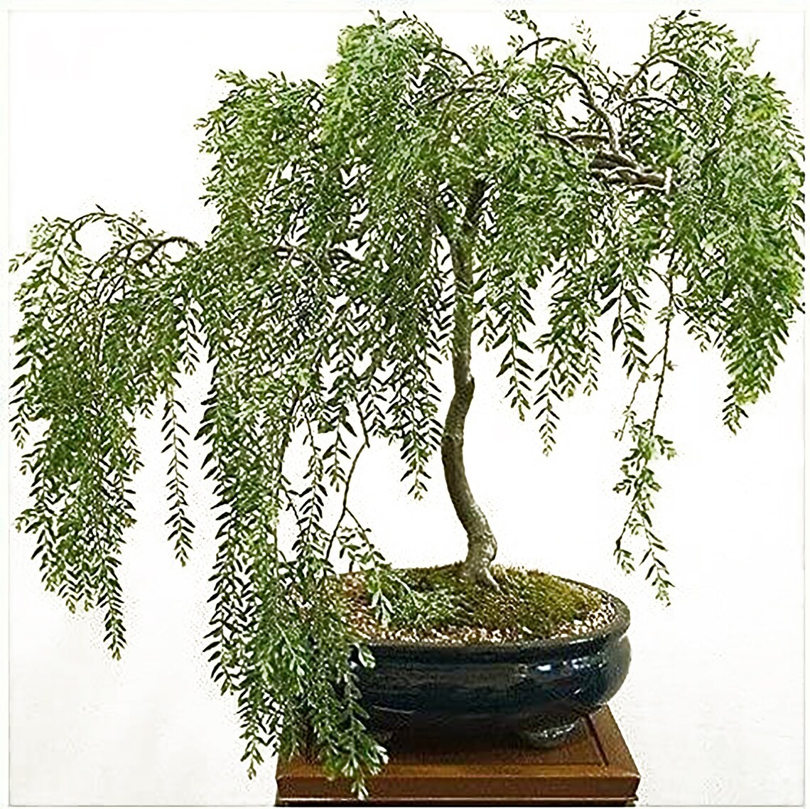 Green Dwarf Bonsai Weeping Willow Tree Cutting Kit Thick Etsy