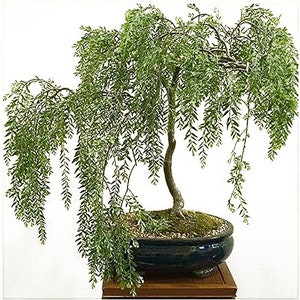 Dwarf Weeping Willow Bonsai Tree Cutting Kit - Indoor/Outdoor Live Plant