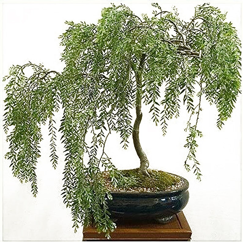 Green Dwarf Bonsai Weeping Willow Tree Cutting Kit Thick Etsy