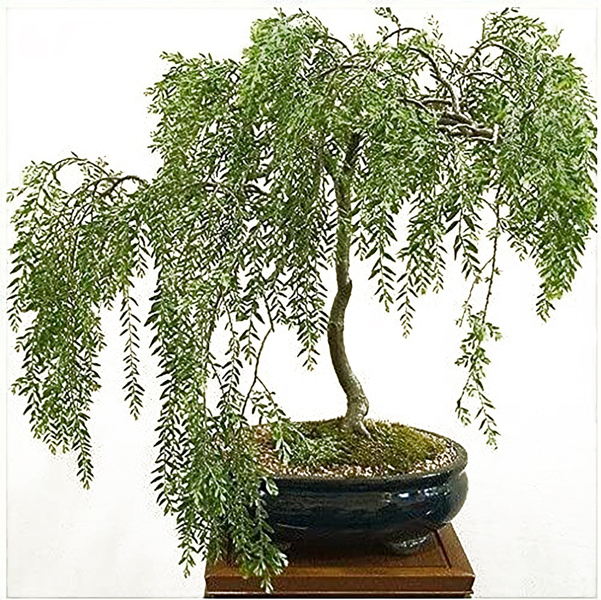 Arriba 94+ Foto Sauces árbol De Ramas Inclinadas Hacia Abajo El último