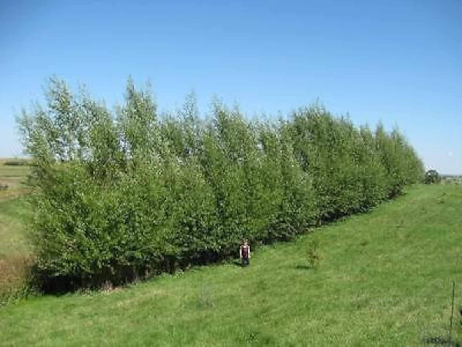 50 Hybrid Aussie Willow Trees Fast Growing Privacy Shade Tree Easy ...