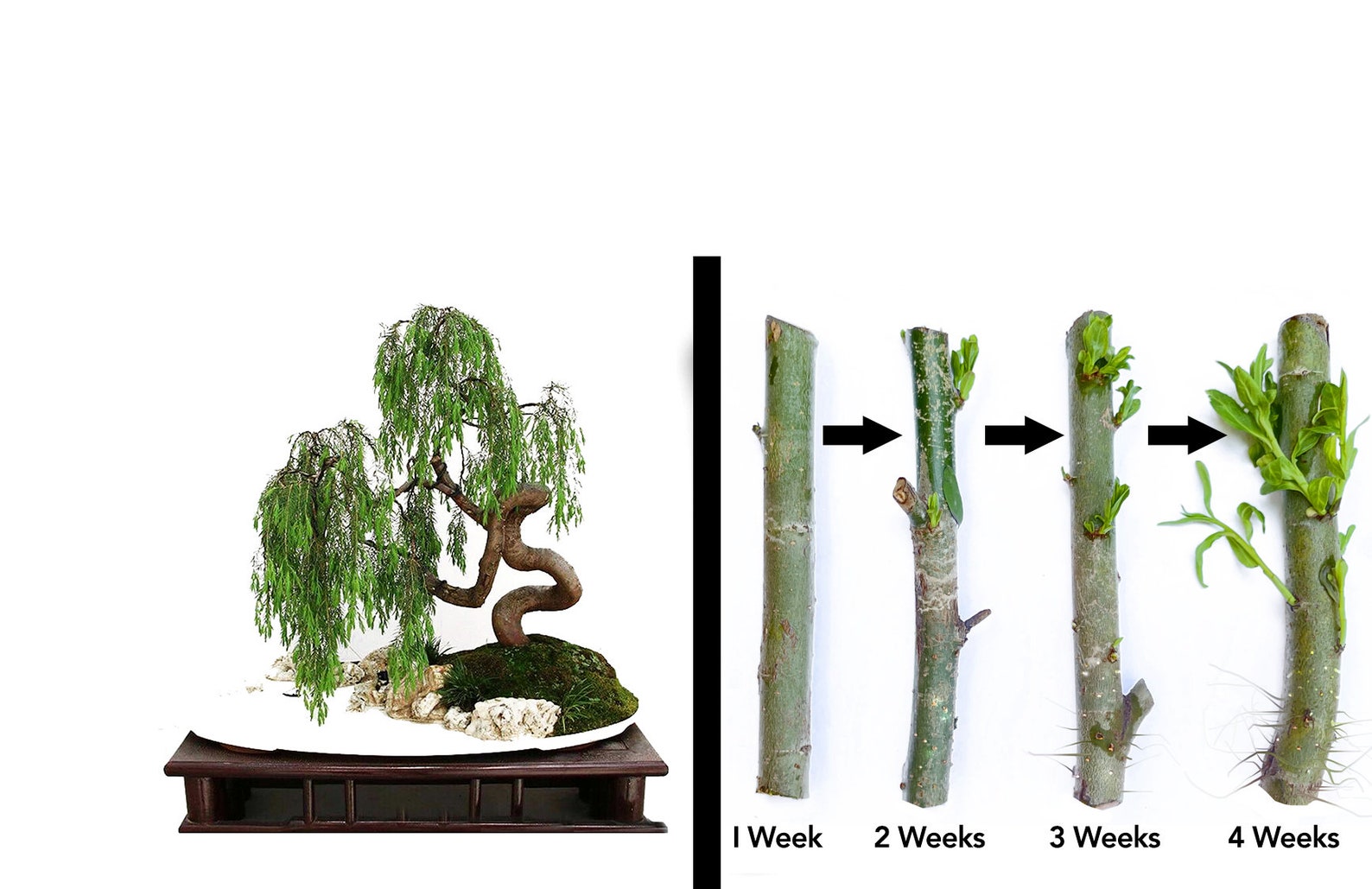 Green Dragon Dwarf Australian Bonsai Willow Tree Cutting Kit Etsy