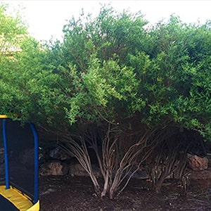 May include: A blue and yellow trampoline with a black net enclosure. The trampoline is partially hidden behind a dense green bush.