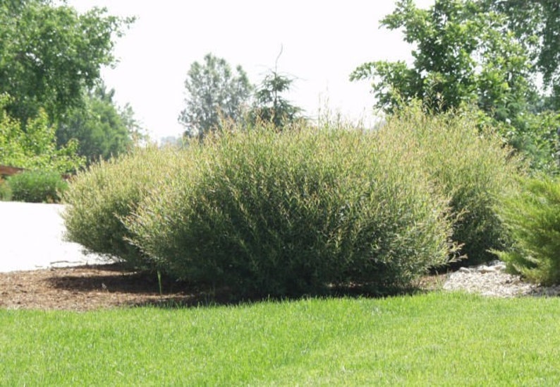 Hybrid Willow BUSH STARTS 6 Austree Bush Salix Etsy