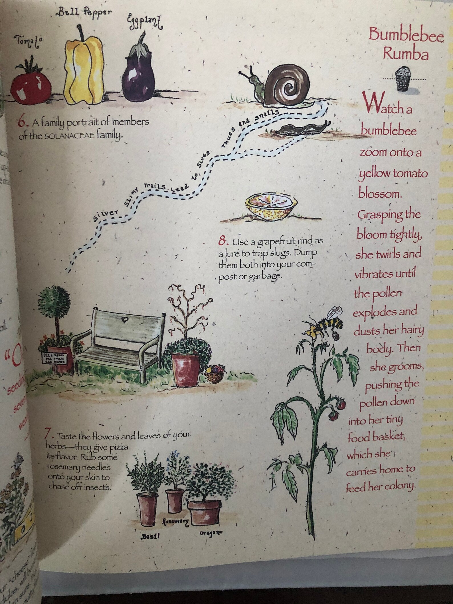 Roots, Shoots, Buckets & Boots by Sharon Lovejoy, Gardening With