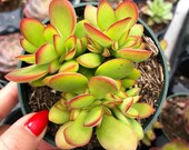 Crassula swaziensis Money Maker Succulent Plant