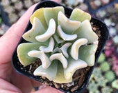Echeveria Topsy Turvy