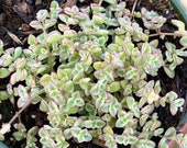 Sedum Little Missy