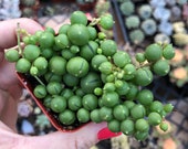 2 quot String of pearls Senecio rowleyanus