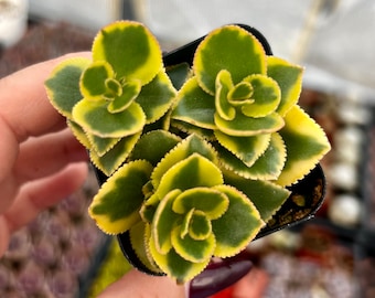 Crassula Sarmentosa 'variegata', Comet 4 - Etsy