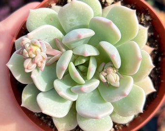 4” Graptoveria Moonglow