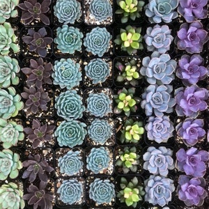 5/10 2 Assorted Colorful Succulents Plants / Potted image 6