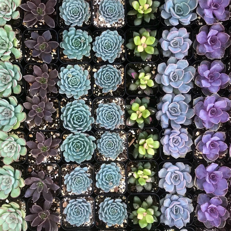 5/10 2 Assorted Colorful Succulents Plants / Potted image 6