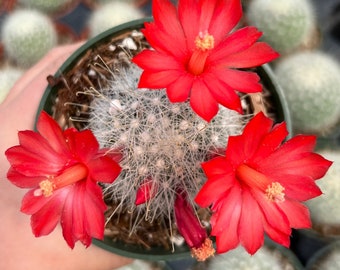 4” Mammillaria Senilis Cactus