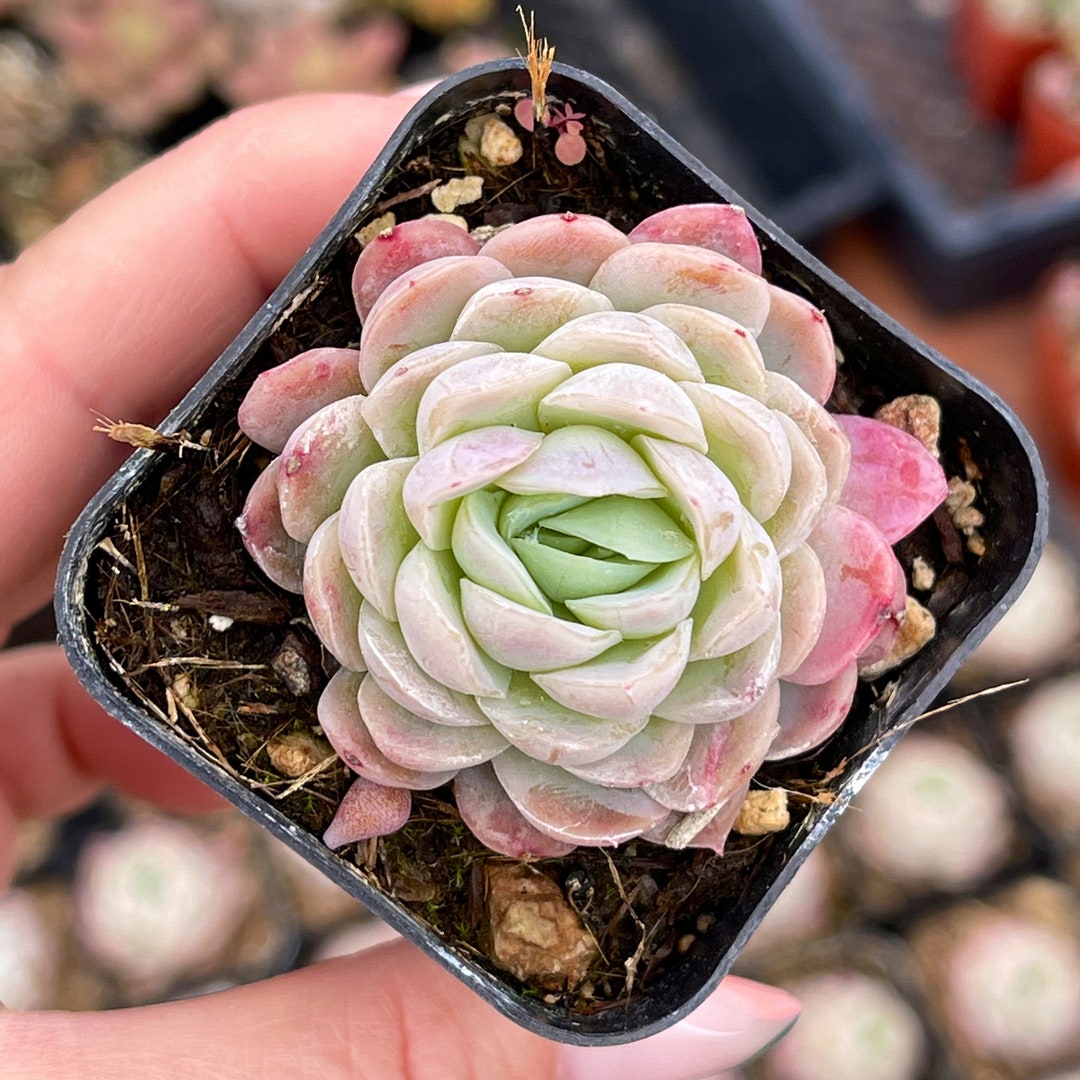 2 Echeveria Elegans Raspberry Ice - Etsy