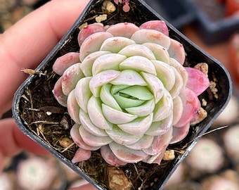 2” Echeveria Elegans Raspberry Ice